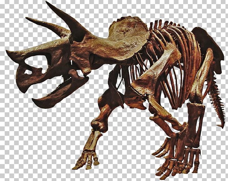 Tyrannosaurus Hell Creek Formation Torosaurus Dinosaur Styracosaurus PNG, Clipart, Bone, Bones, Dinosaur, Extinction, Fantasy Free PNG Download