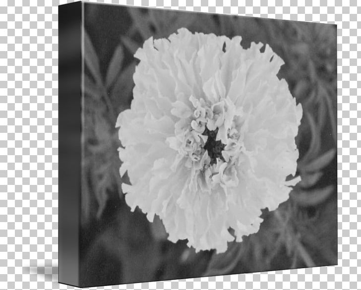 Art Floral Design Still Life Photography PNG, Clipart, Art, Art Museum, Black And White, Fine Art, Flora Free PNG Download