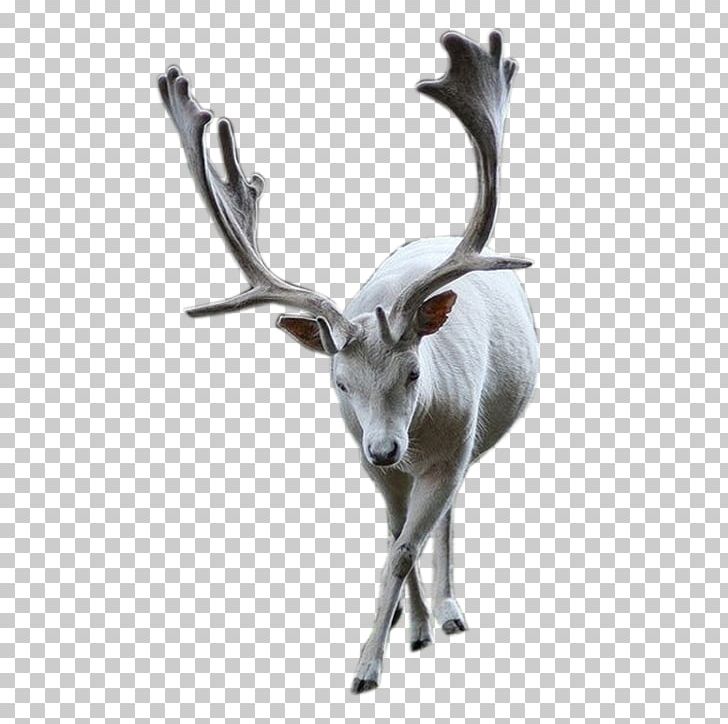 Elk Reindeer PNG, Clipart, Animal, Animals, Antler, Christmas Deer, Deer Free PNG Download