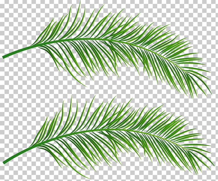 Asian Palmyra Palm PNG, Clipart, Arecaceae, Arecales, Art Museum, Asian Palmyra Palm, Borassus Free PNG Download