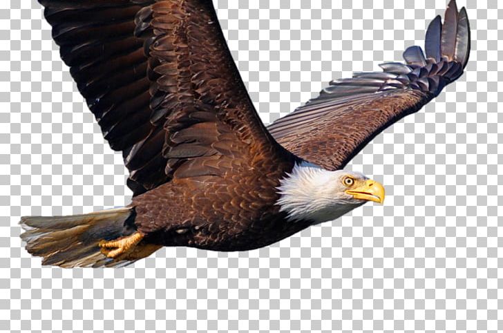 Bald Eagle Bird Desktop Common Starling PNG, Clipart, 1080p, Accipitriformes, Animal, Animals, Bald Eagle Free PNG Download