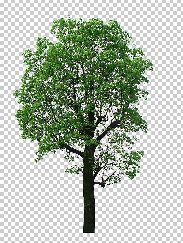 Camphor Tree Lindens PNG, Clipart, Arecaceae, Big, Big Leaves, Big Tree, Branch Free PNG Download