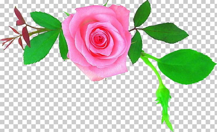 Garden Roses Centifolia Roses Mother Flower Floral Design PNG, Clipart, Bridegroom, Centifolia Roses, Cut Flowers, Desktop Wallpaper, Father Free PNG Download