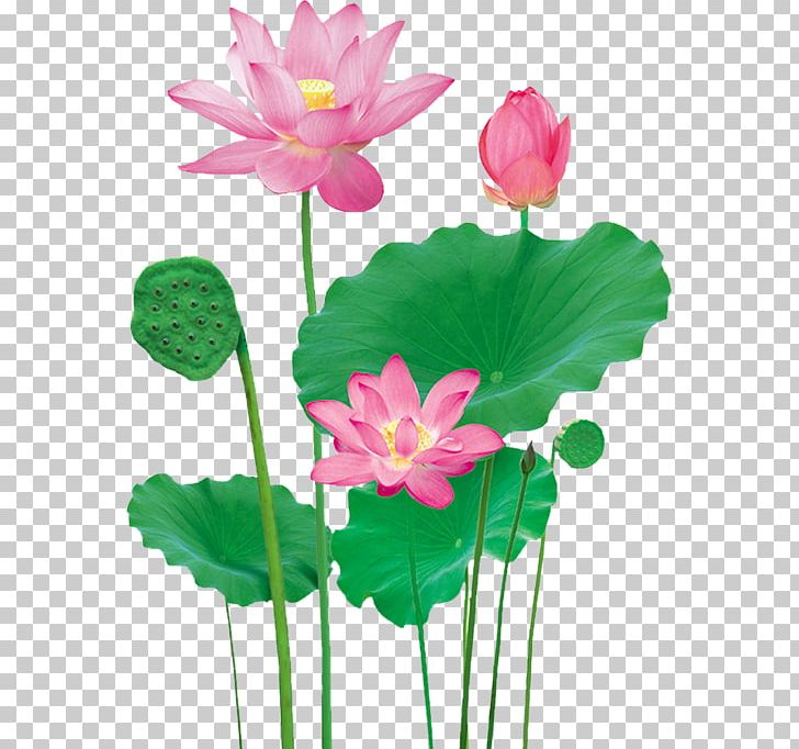 Lotus Pond Nelumbo Nucifera PNG, Clipart, Annual Plant, Aquatic Plant, Artificial Flower, Encapsulated Postscript, Floral Design Free PNG Download