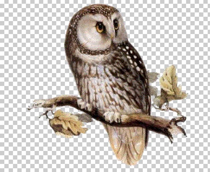 Owl Bird PNG, Clipart, Animals, Barn Owl, Barred Owl, Beak, Bird Free PNG Download
