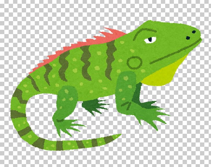 Reptile Lizard Green Iguana Blue Iguana Chameleons PNG, Clipart, Amphibian, Animal, Animal Figure, Animals, Blue Iguana Free PNG Download