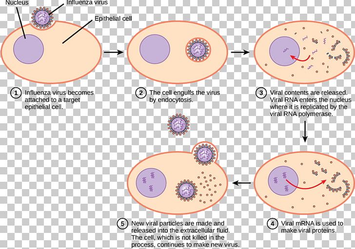 Viral Replication Virus Lytic Cycle Viral Life Cycle Infection PNG