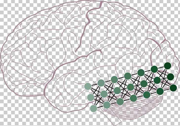 Visual Cortex Two-streams Hypothesis Visual Perception Inferior Temporal Gyrus Brain PNG, Clipart, Artificial, Brain, Cerebral Cortex, Human Body, Human Brain Free PNG Download