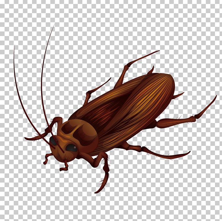 Cockroach Anatomy Stock Photography Illustration PNG, Clipart, Animals, Arthropod, Beetle, Big, Big Ben Free PNG Download