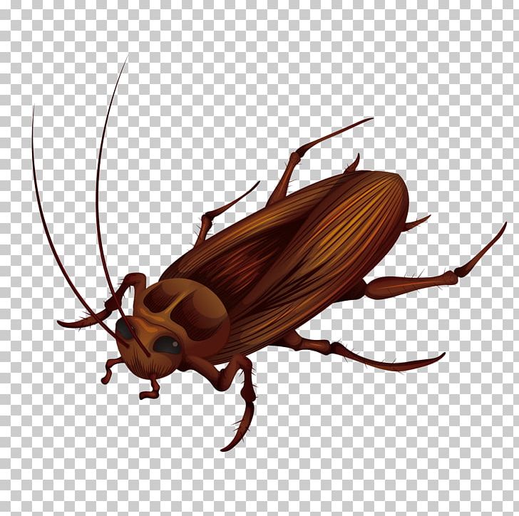 Cockroach Anatomy Stock Photography Illustration PNG, Clipart, Animals ...