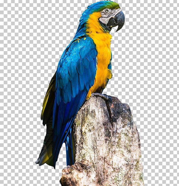Rio De Janeiro Parrot Blue-and-yellow Macaw Poster PNG, Clipart, Animals, Beak, Bird, Blueandyellow Macaw, Brazil Free PNG Download