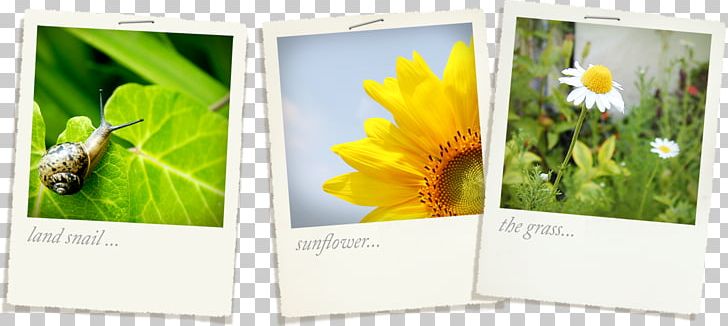 Sunflower Snail Photo Clip PNG, Clipart, Advertising, Brand, Clip, Clip Vector, Designer Free PNG Download