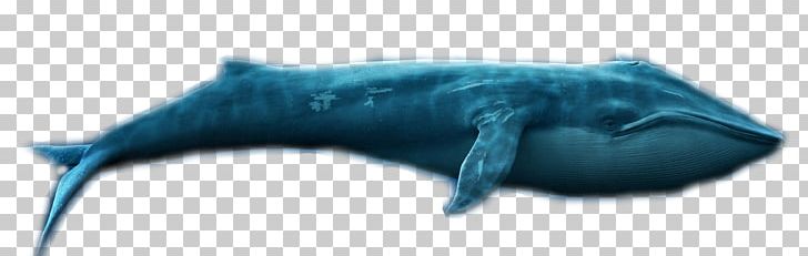 Tiger Shark Dolphin Requiem Shark PNG, Clipart, Animal, Animal Figure, Animals, Biology, Blue Free PNG Download