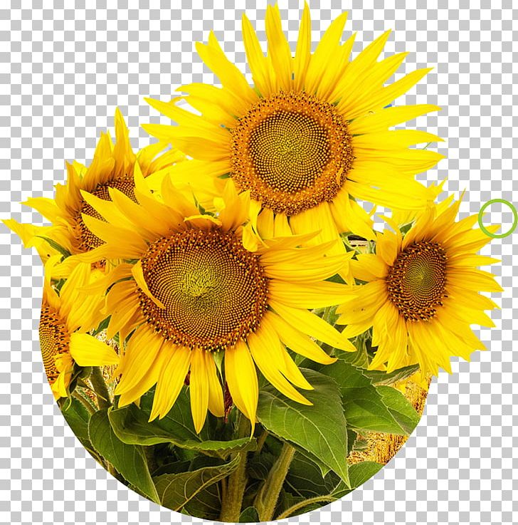 Mural Painting Photography Wall PNG, Clipart, Africa Map, Asia Map, Australia Map, Common Sunflower, Cut Flowers Free PNG Download