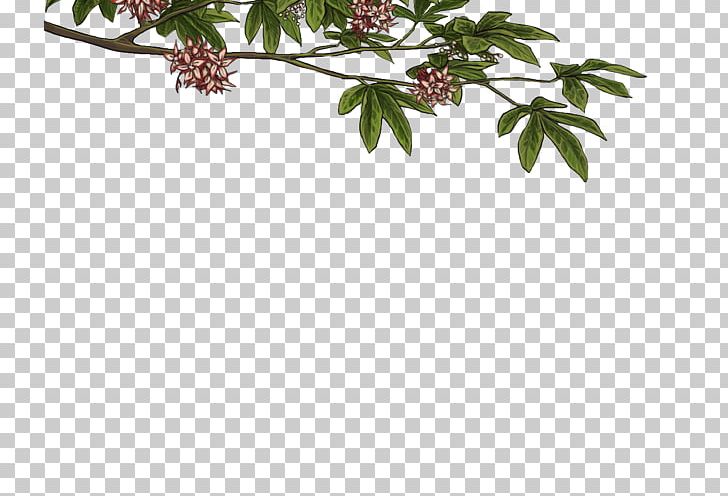 Twig Plant Stem Leaf Flowering Plant PNG, Clipart, Branch, Flower, Flowering Plant, Leaf, Plant Free PNG Download