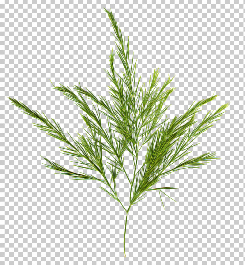 Rosemary PNG, Clipart, American Larch, Elymus Repens, Flower, Grass, Grass Family Free PNG Download