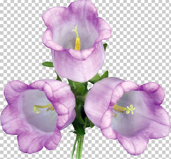 Purple Herbaceous Plant Violet PNG, Clipart, Bellflower, Bellflower Family, Bellflowers, Cut Flowers, Download Free PNG Download