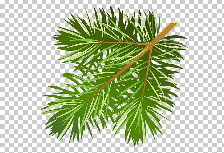 Christmas Christmas Tree Fir Branch PNG, Clipart, Are, Borassus Flabellifer, Branch, Christmas Day, Christmas Ornament Free PNG Download