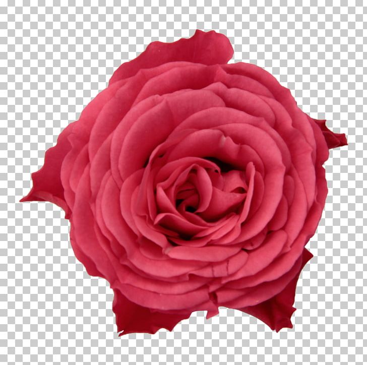 Garden Roses Cabbage Rose Floribunda Infinity 2018 Rose Breeding PNG, Clipart, Between, Centimeter, Cut Flowers, Ecological Footprint, Floribunda Free PNG Download
