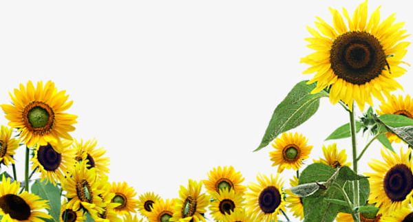 Sunflower Poster Background Pattern PNG, Clipart, Background, Background Clipart, Decorative, Flower, Flower Pattern Free PNG Download