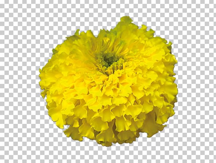 Mexican Marigold Cut Flowers Zandu Realty PNG, Clipart, Annual Plant, Calendula, Chrysanths, Cut Flowers, Dandelion Free PNG Download