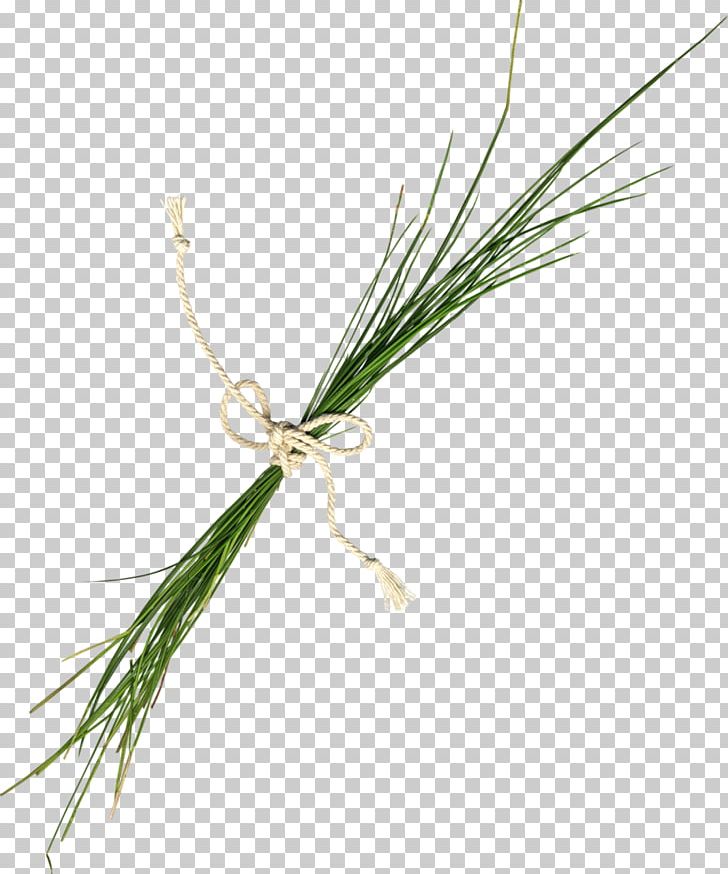 Twig Plant Stem Grasses Commodity PNG, Clipart, Commodity, Family, Food Drinks, Grass, Grasses Free PNG Download