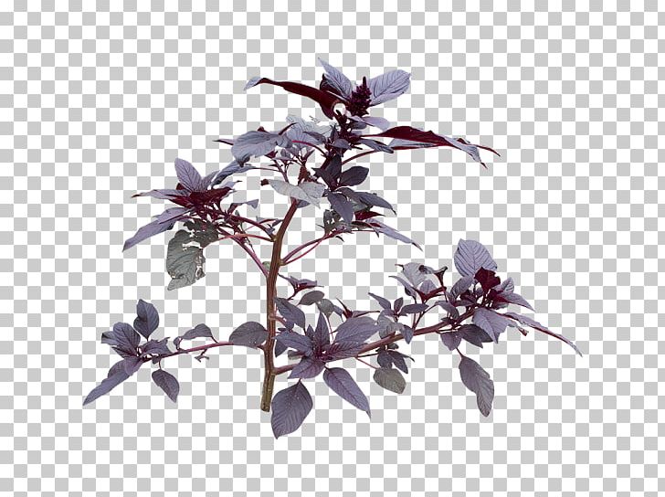 Flowering Plant PNG, Clipart, Branch, Flowering Plant, Others, Plant, Tree Free PNG Download