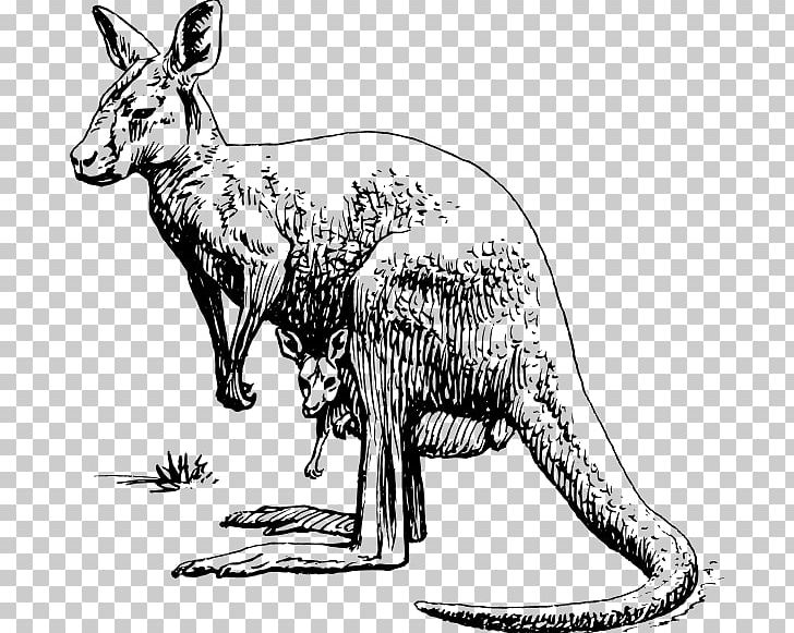 Macropodidae Red Kangaroo PNG, Clipart, Animal, Animals, Black And White, Boxing Kangaroo, Carnivoran Free PNG Download