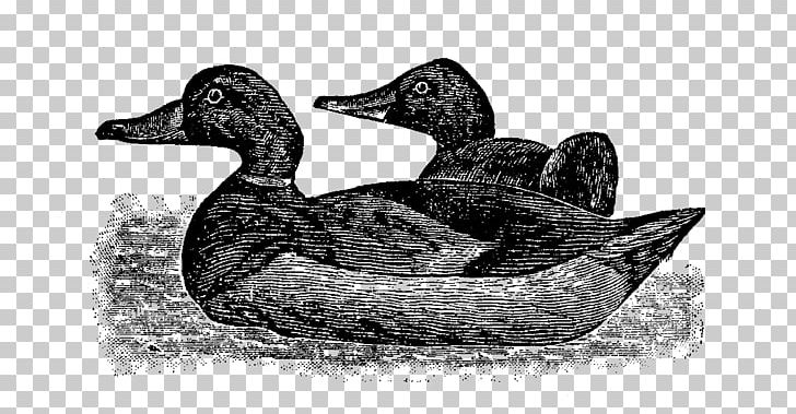 Mallard Goose Duck Beak White PNG, Clipart, Beak, Bird, Black And White, Duck, Duck Decoy Free PNG Download