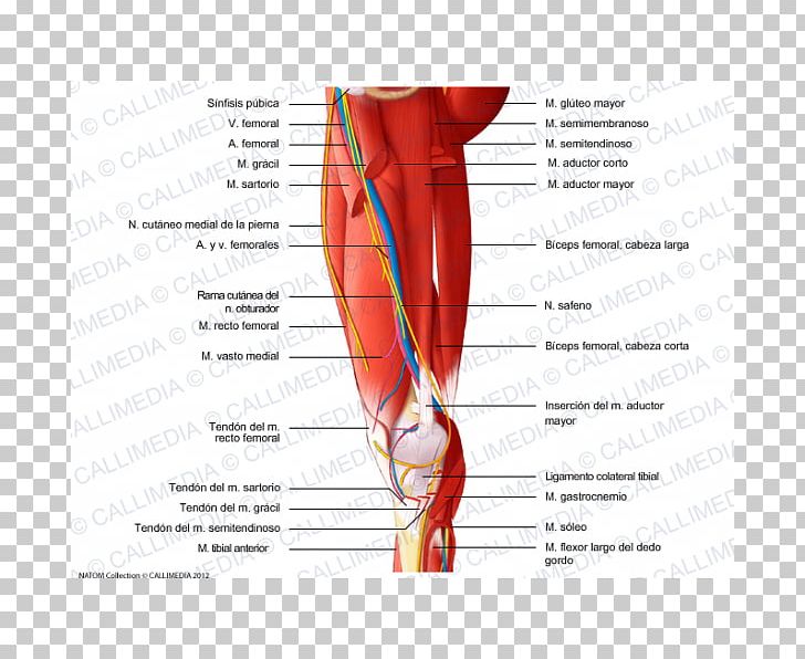 Medial Compartment Of Thigh Muscle Human Anatomy Saphenous Nerve PNG, Clipart, Abdomen, Adductor Brevis Muscle, Adductor Longus Muscle, Arm, Foot Free PNG Download