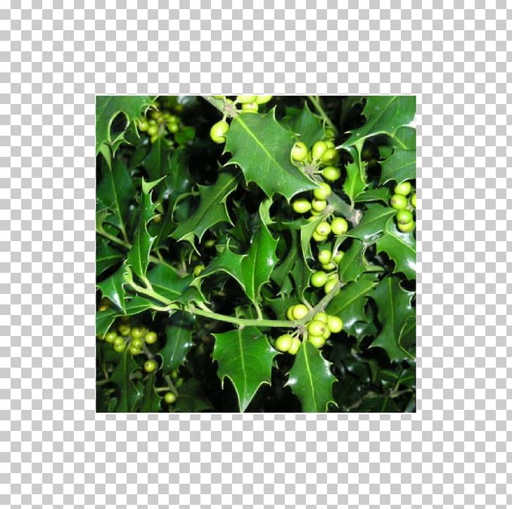 Common Holly Hedge Buxus Sempervirens Tree Quercus Ilex PNG, Clipart, Box, Branch, Buxus Sempervirens, Common Holly, Evergreen Free PNG Download