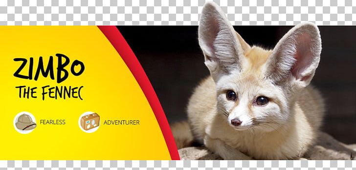 Fennec Fox Parc Safari Desert Adventurer Safari Park PNG, Clipart, Animal, Canidae, Desert, Dog Like Mammal, Fauna Free PNG Download