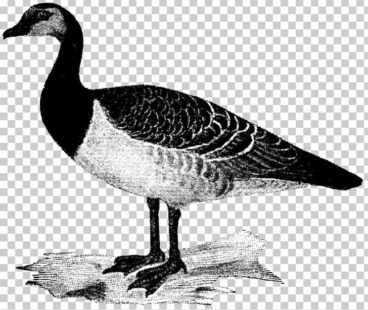 Goose Duck Bird Waterfowl Anatidae PNG, Clipart, Anatidae, Animal, Animals, Anseriformes, Beak Free PNG Download