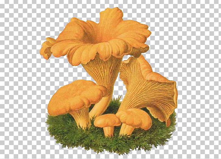 Oyster Mushroom Chanterelle Fungus Drawing Agaricus PNG, Clipart, Agaricus, Amanita Muscaria, Boletus, Boletus Edulis, Chanterelle Free PNG Download