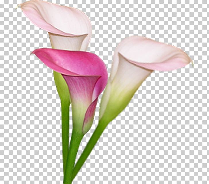 Arum-lily Bog Arum Lilium Flower PNG, Clipart, Arum, Arum Lilies, Arumlily, Bog Arum, Calas Free PNG Download