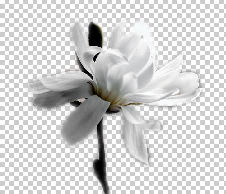 White Desktop Flower Petal Perfume PNG, Clipart, Black And White, Blossom, Desktop Environment, Desktop Wallpaper, Floral Design Free PNG Download