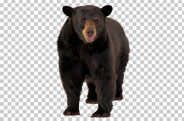 American Black Bear Brown Bear Polar Bear PNG, Clipart, American Black Bear, Animals, Bear, Brown Bear, Carnivoran Free PNG Download