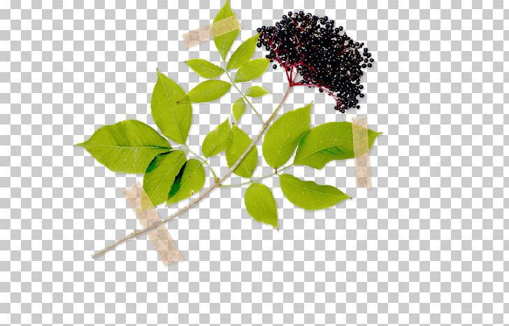 Elder Herb Shrub Dog-rose Rose Hip PNG, Clipart, Branch, Common Verbena, Dogrose, Elder, Elderberry Free PNG Download