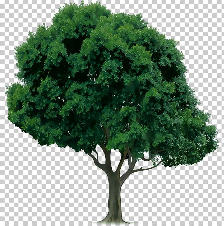 Japanese Zelkova Tree Photography PNG, Clipart, Avatan, Avatan Plus, Branch, Clip Art, Drawing Free PNG Download