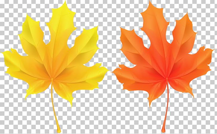 Leaf Autumn PNG, Clipart, Autumn, Autumn Leaves, Clip Art, Flower, Flowering Plant Free PNG Download