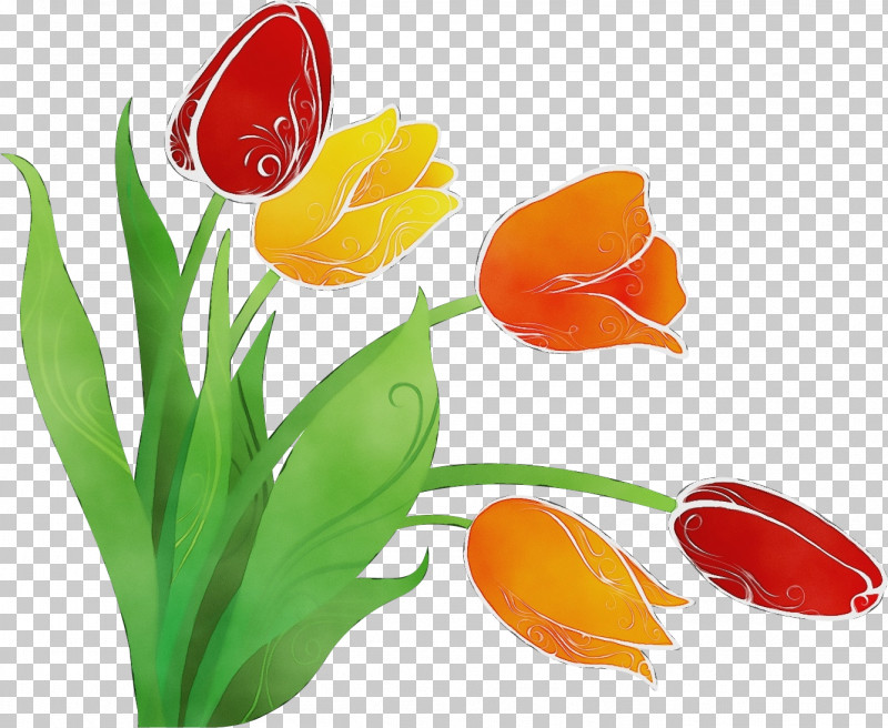Tulip Plant Flower Petal Lily Family PNG, Clipart, Flower, Flower Bouquet, Flower Bunch, Lily Family, Paint Free PNG Download