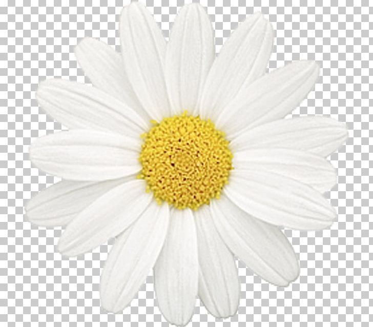 Common Daisy Flower Chamomile Oxeye Daisy Daisy Family PNG, Clipart, Aster, Baby Girl, Chamaemelum Nobile, Chamomile, Chrysanths Free PNG Download
