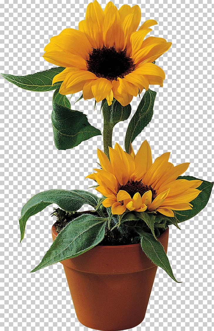 Common Sunflower Flowerpot PNG, Clipart, Annual Plant, Artificial Flower, Clip Art, Common Sunflower, Cut Flowers Free PNG Download