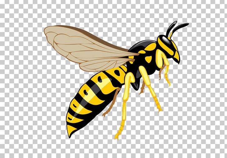 Hornet Bee Insect Wasp Pest Control PNG, Clipart, Arthropod, Bee, Bee Removal, Bee Sting, Colony Free PNG Download