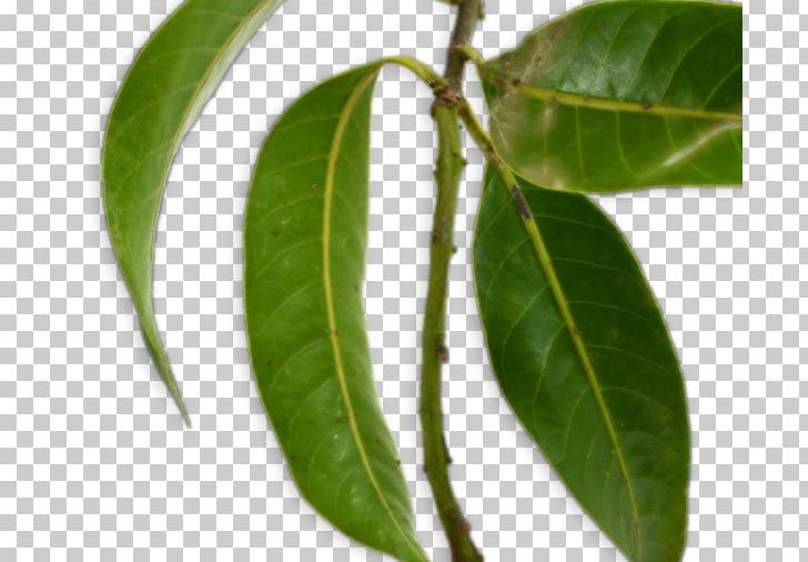 Leaf Bouea Macrophylla Branch Mango Fruit PNG, Clipart, Ataulfo, Auglis, Bouea Macrophylla, Branch, Epicormic Shoot Free PNG Download