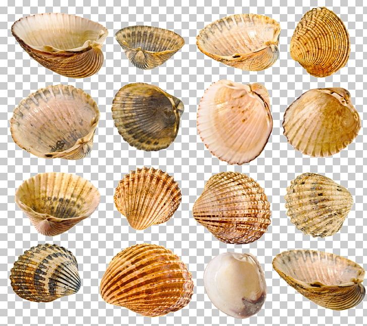 Mussel Seashell Stock Photography PNG, Clipart, Animal Source Foods, Cases, Clam, Collection, Creative Free PNG Download