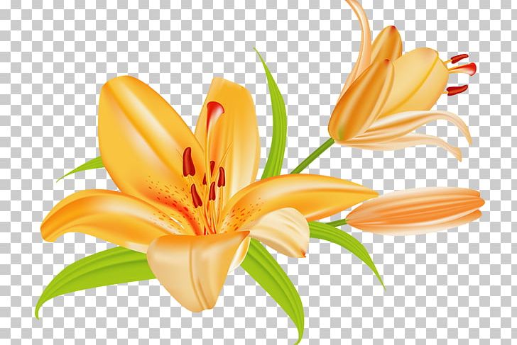 Tiger Lily Lilium Bulbiferum Easter Lily PNG, Clipart, Arumlily, Clip Art, Computer Wallpaper, Cut Flowers, Daylily Free PNG Download