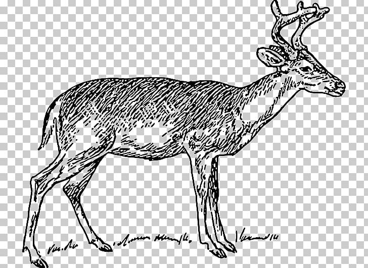 White-tailed Deer PNG, Clipart, Animal Figure, Animals, Antelope, Antler, Black And White Free PNG Download
