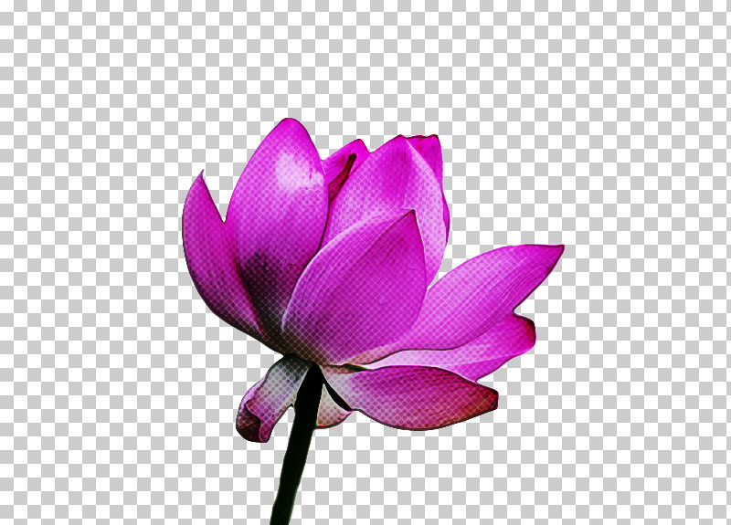 Sacred Lotus Plant Stem Herbaceous Plant Nelumbonaceae Petal PNG, Clipart, Biology, Herbaceous Plant, Magenta Telekom, Nelumbonaceae, Petal Free PNG Download