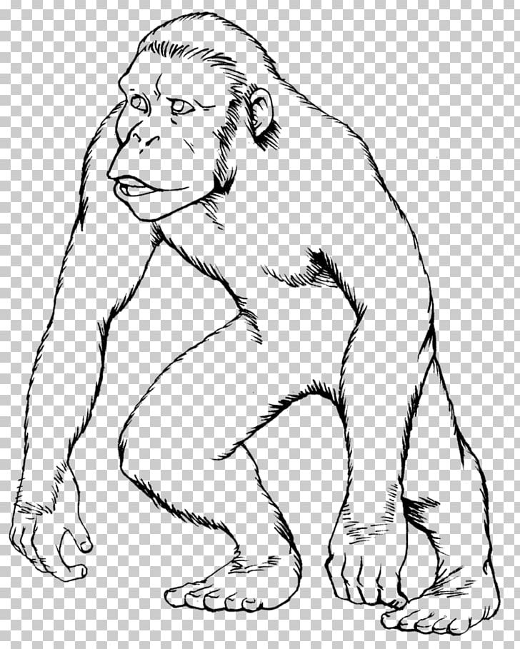 Ape Gorilla Drawing Monkey Coloring Book PNG, Clipart, Animals, Arm, Carnivoran, Cat Like Mammal, Coloring Book Free PNG Download